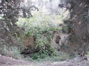 JNF planted trees obscure a flour mill that is among the very few standing remains of the once thriving the viilage of al -Lajjun 