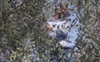 قطاف الزيتون في مواجهة التهجير واعتداءات المستوطنين