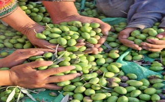 The Palestinian Olive Harvest: Sumud, Land, and a Resisting Economy
