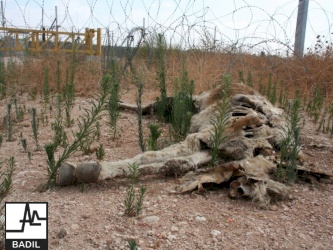 Invading Qalqilya and demolishing number of Houses and Properties