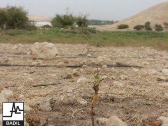 في ظل اعتداءات المستعمرين المستمرة لأراضي الأغوار الشمالية: بديل يجري زيارة ميدانية الى خربة تل الحمة