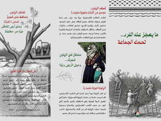ما يعجز عنه الفرد تحمله الجماعة - موسم قطف الزيتون 2026