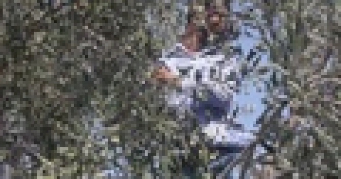 Olive pickers in the face of displacement and colonizer's violence