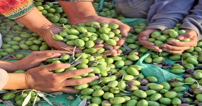 موسم قطف الزيتون الفلسطيني: الصمود، الأرض، واقتصاد المقاومة