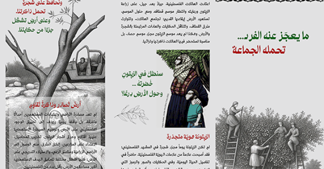 ما يعجز عنه الفرد تحمله الجماعة - موسم قطف الزيتون 2026