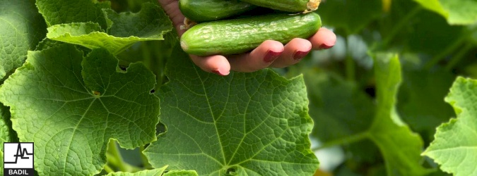 Youth Initiatives Project: Five Youth-Led Initiatives to Enhance Access to Land