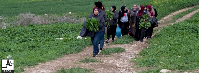 مجموعة عائدات النسوية تنفذ يوم عمل تطوعي في خربة تل الحمة في الأغوار