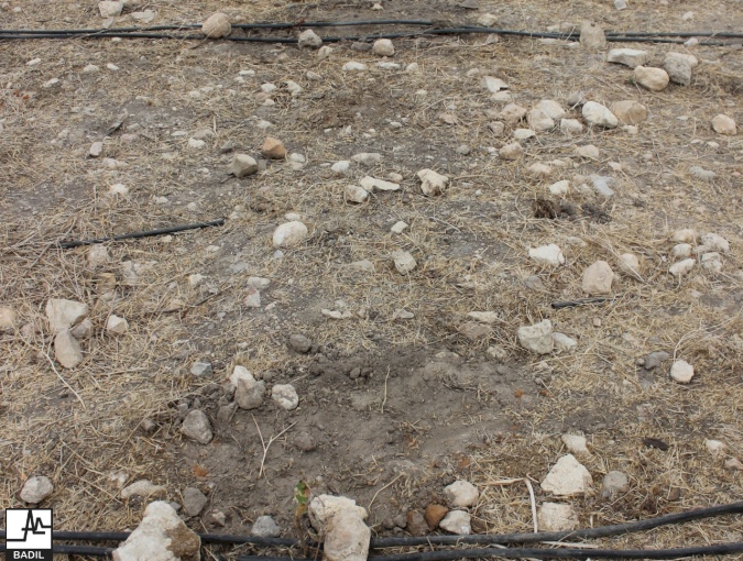 في ظل اعتداءات المستعمرين المستمرة لأراضي الأغوار الشمالية: بديل يجري زيارة ميدانية الى خربة تل الحمة