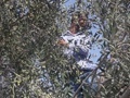 Olive pickers in the face of displacement and colonizer's violence