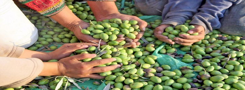 موسم قطف الزيتون الفلسطيني: الصمود، الأرض، واقتصاد المقاومة